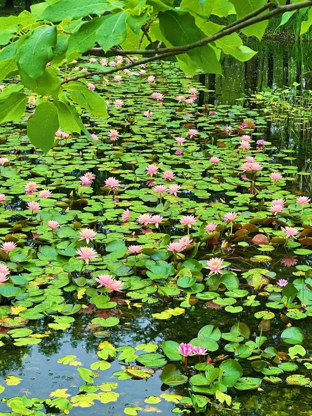 蘇州也有莫奈花園!虎丘濕地睡蓮美瘋啦 蘇州也有莫奈花園!虎丘濕地睡蓮美瘋啦