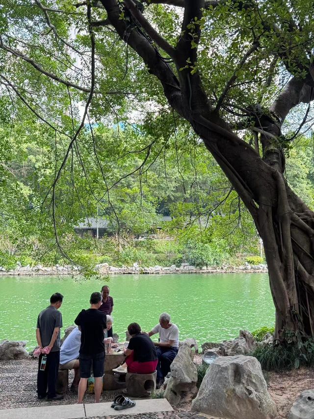 福州西湖公園桂齋，滿園關不住的光影畫 🍃