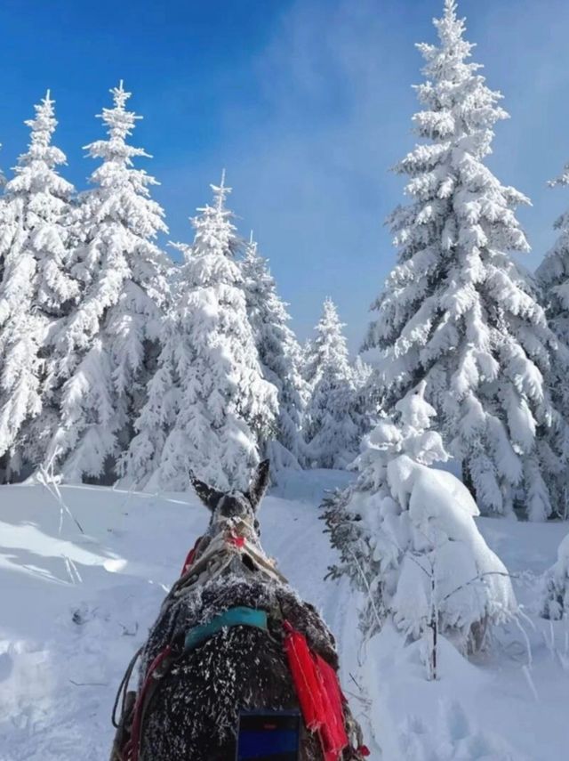 不是芬蘭去不起，是長白山的雪橇更震撼!!!