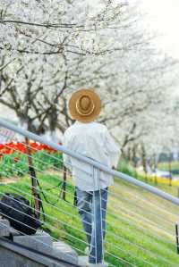 寧波前灣賞花攻略｜春日限定浪漫，邂逅花海