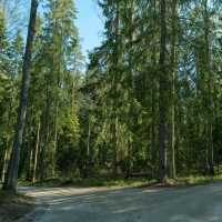 🚴‍♀️ Bicycle Tour Through Helsinki’s Forests: Urban Nature at Its Best