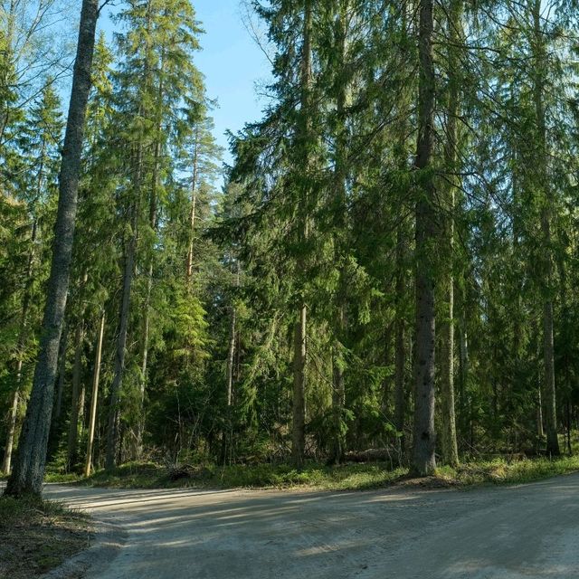 🚴‍♀️ Bicycle Tour Through Helsinki’s Forests: Urban Nature at Its Best