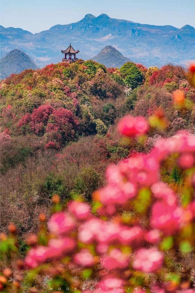 花又開好了-貴州畢節百里杜鵑花大賞