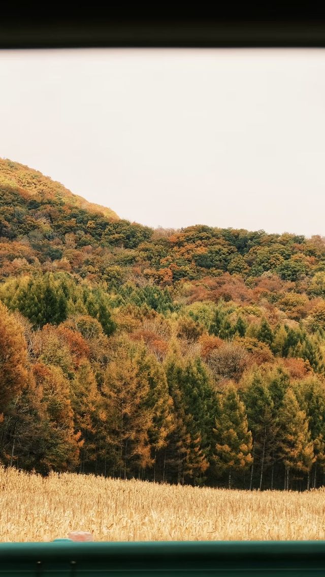 亞布力的秋：林海染金，把時光釀成詩意