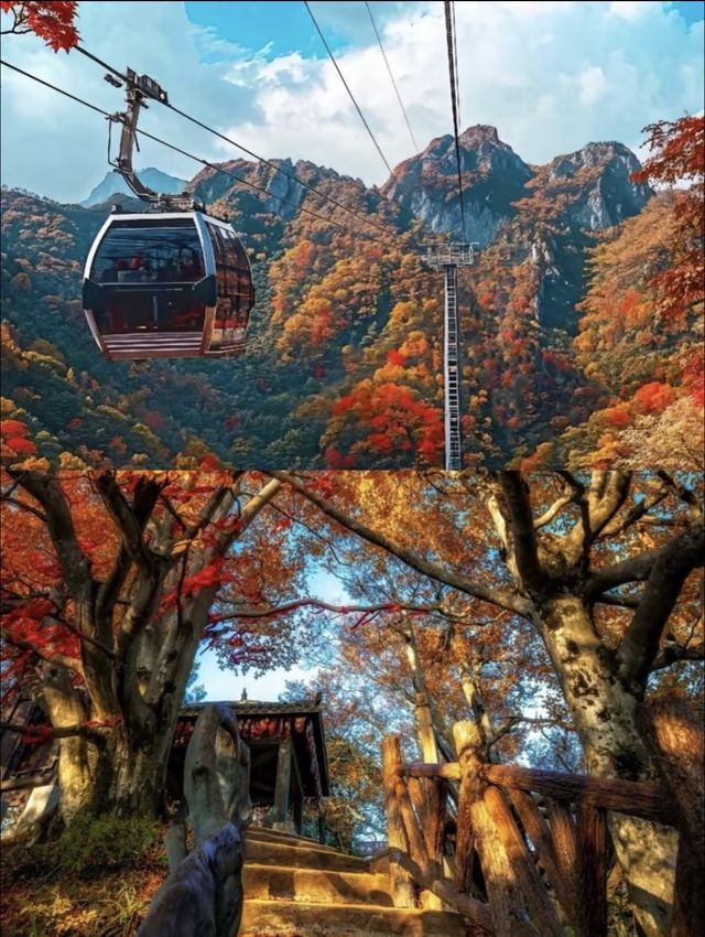 四川秋日封神！光霧山34萬畝彩林紅瘋了！