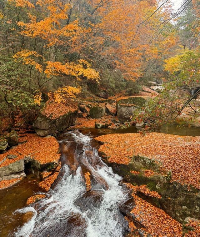 開始期待米倉山的紅葉了