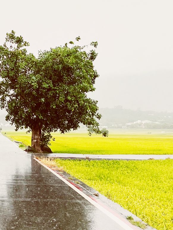 🌾 Brown Avenue: Where Golden Rice Fields Meet Infinite Skies! 🌤️