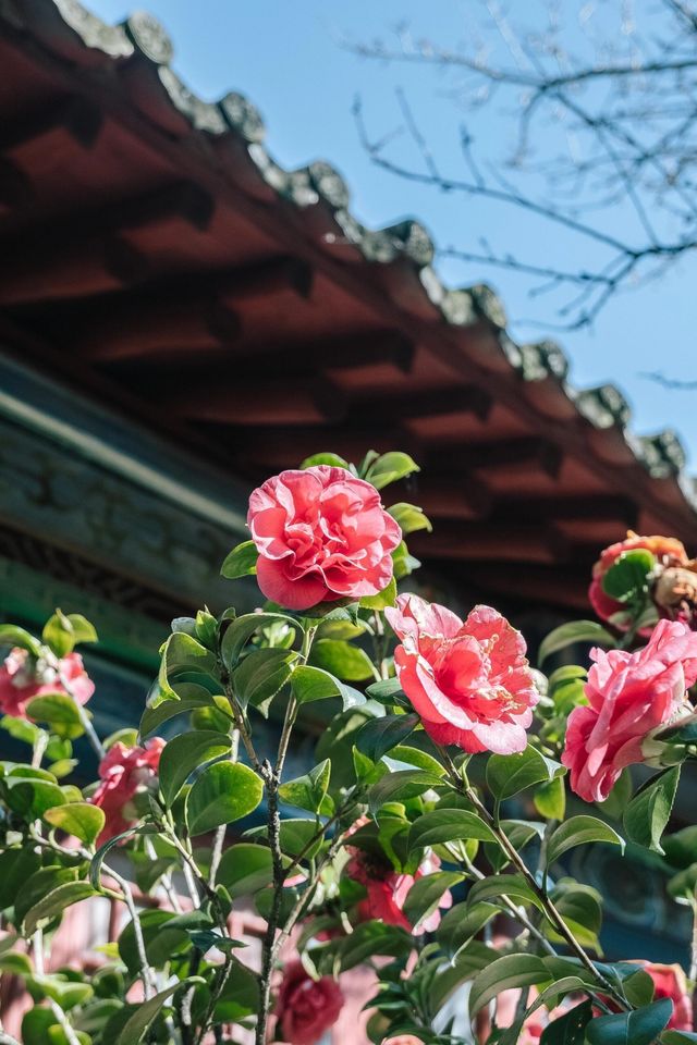 曲靖古建秋色絕美