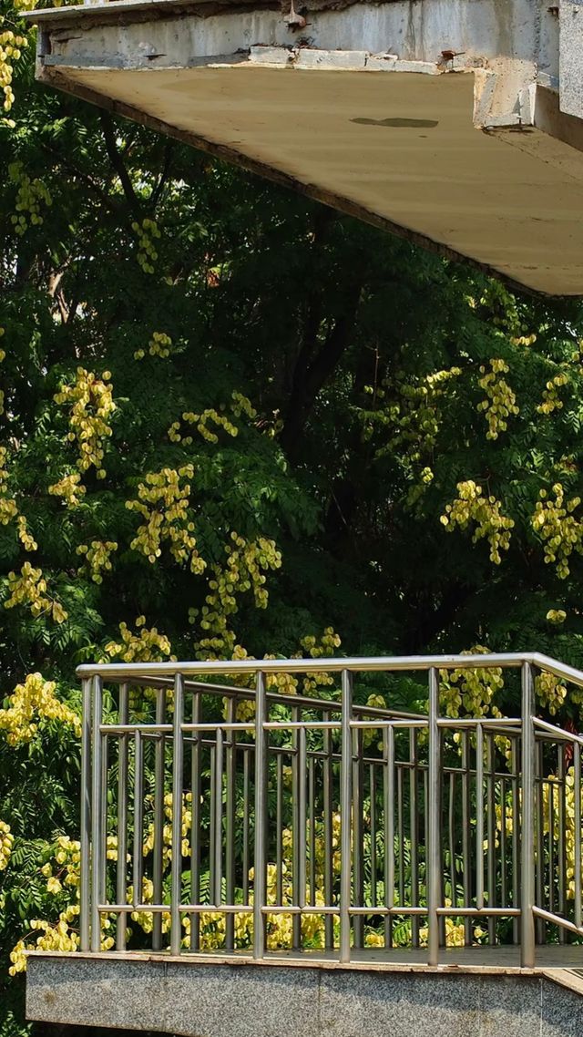 月湖公園秋色頂流