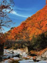 亞洲最長紅地毯，680平方公里紅葉盛景，一眼萬年