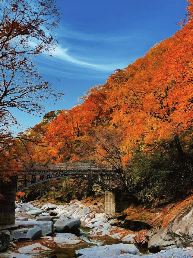 亞洲最長紅地毯，680平方公里紅葉盛景，一眼萬年