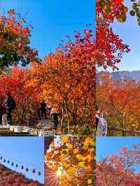 漫山紅葉與山間野趣的浪漫邂逅
