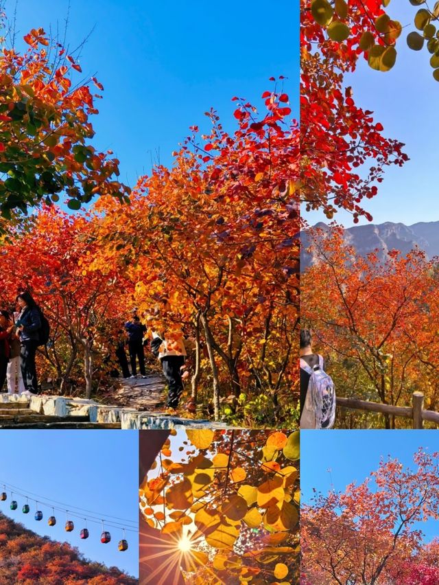 漫山紅葉與山間野趣的浪漫邂逅