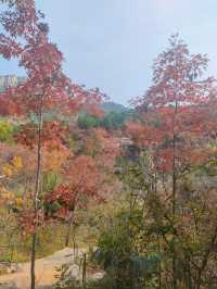 看萬山紅遍,層林盡染~濟南紅葉谷