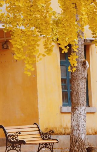 Just got back from Nanxiong! After visiting two ginkgo spots, I finally understand the "Guangdong Autumn Fairy Tale"—attached