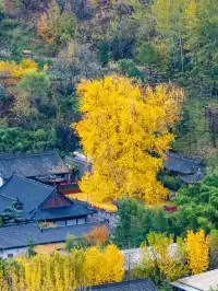 西安千年頂流銀杏樹李世民手植銀杏黃了