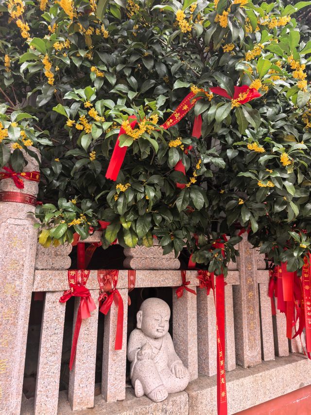 這個金秋我在毗盧寺淋了一身桂花雨 這個金秋我在毗盧寺淋了一身桂花雨