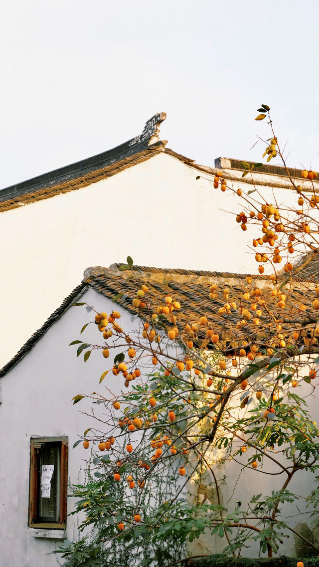 蘇州|這棵柿子樹已經紅啦 蘇州|這棵柿子樹已經紅啦