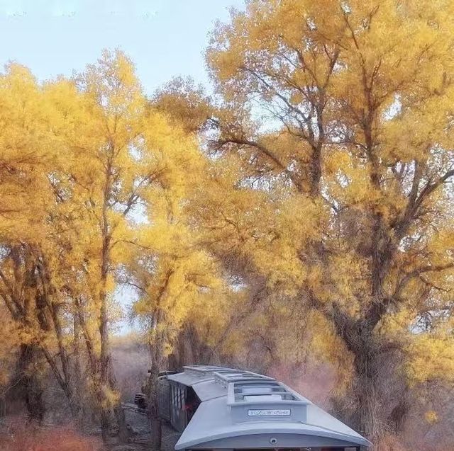 千年胡楊林 千年胡楊林