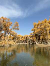 新疆胡楊林秘境解鎖