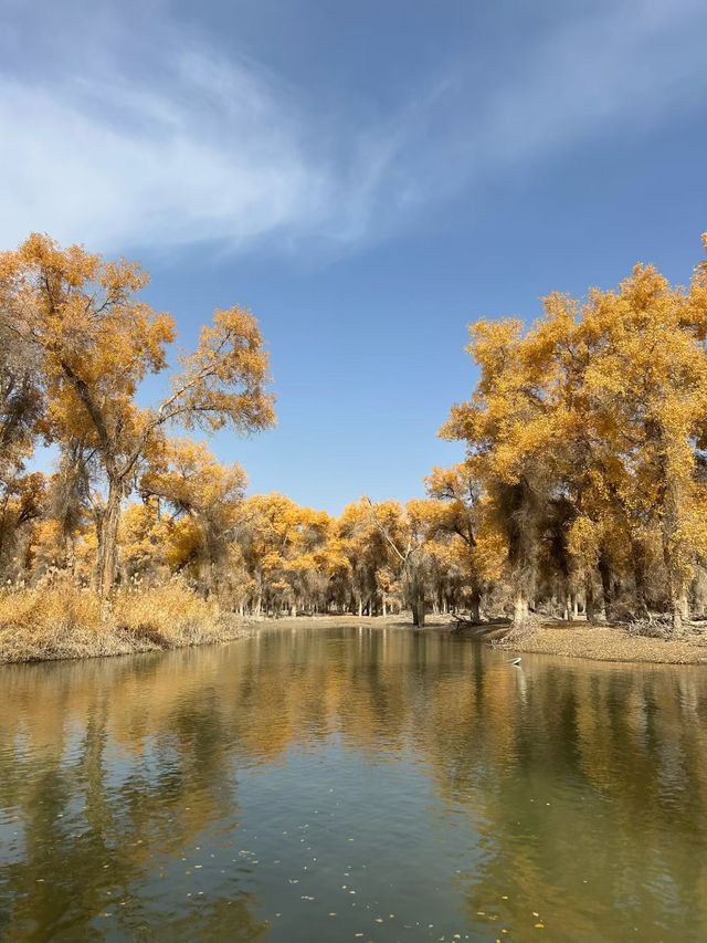 新疆胡楊林秘境解鎖 新疆胡楊林秘境解鎖
