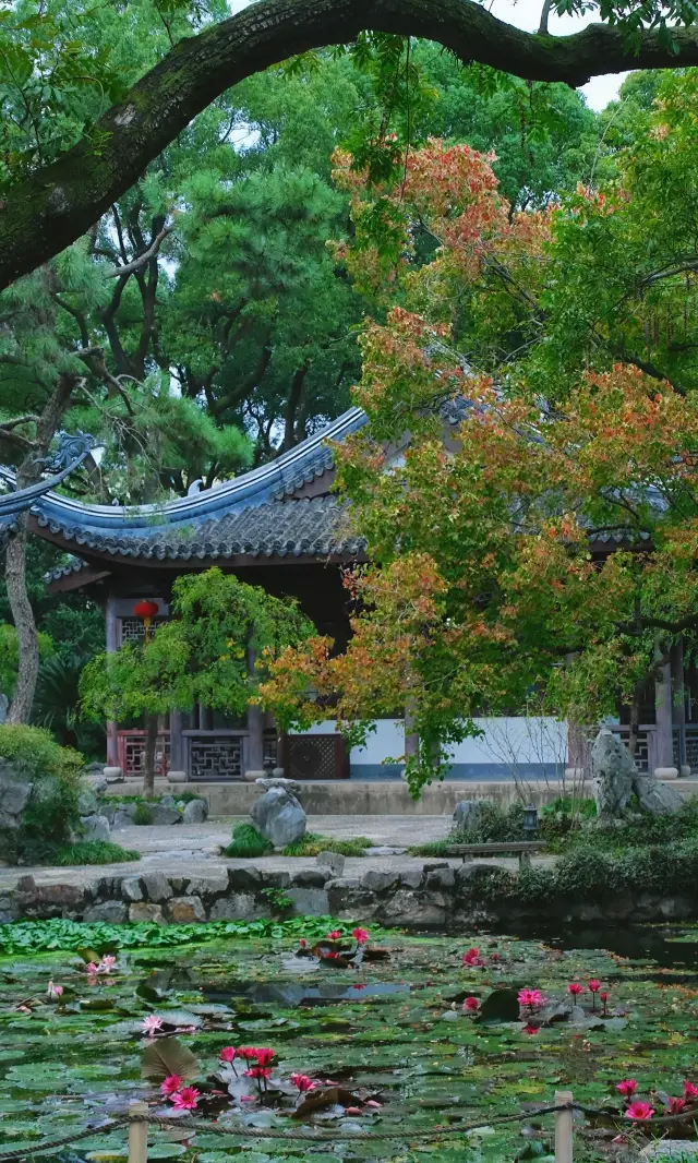The Chinese tallow tree leaves in Guyi Garden have turned red, painting a watercolor scene of autumn in Shanghai