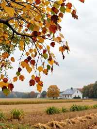 江浙滬小眾秋日自駕天堂!四明山紅楓谷yyds