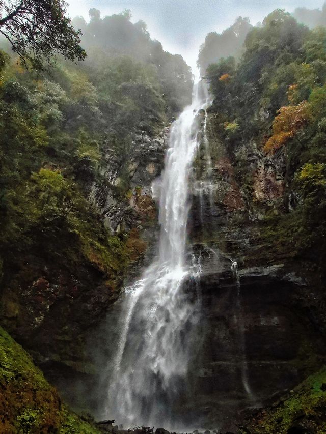 錯過等一年！成都周邊秋日彩林免費開放