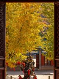 五老峰·秋|運城「雲端金脊」上線!