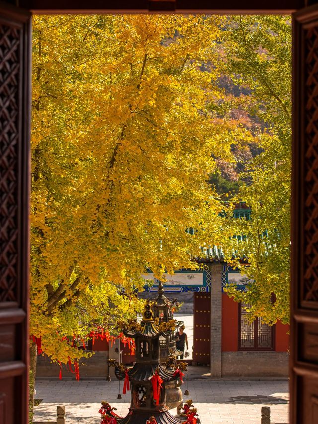 五老峰·秋|運城「雲端金脊」上線! 五老峰·秋|運城「雲端金脊」上線!