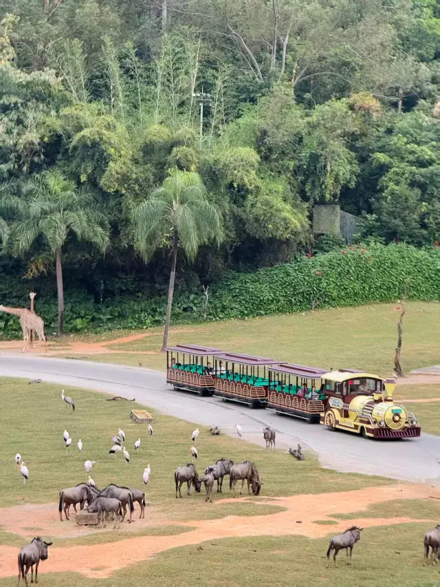 Surprise! Chimelong Safari Park is just too much fun!