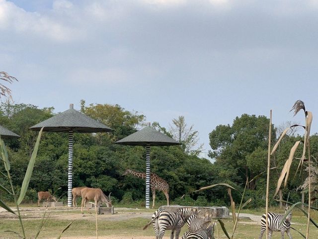 寧波野生動物園一日遊攻略!熊貓控千萬別錯過~ 寧波野生動物園一日遊攻略!熊貓控千萬別錯過~