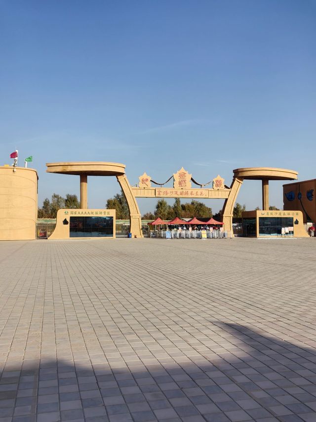 絕美秋色！在金塔胡楊林邂逅金色童話