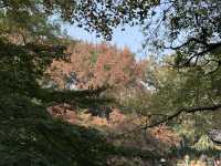 秋日虞山賞楓季