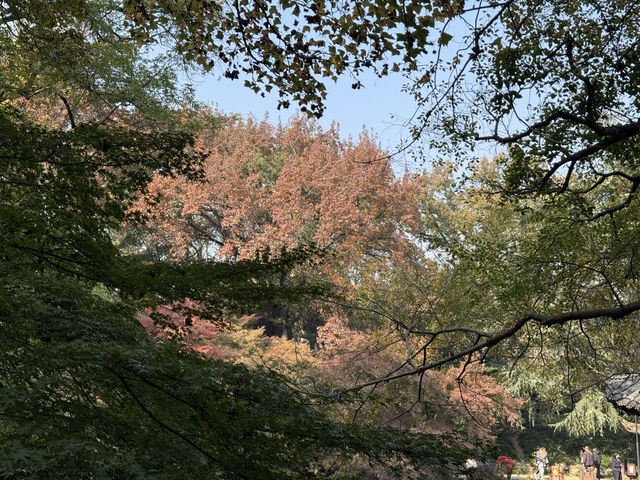 秋日虞山賞楓季