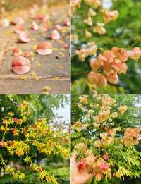 長沙迎來封神的秋天，這些地方真的超美！