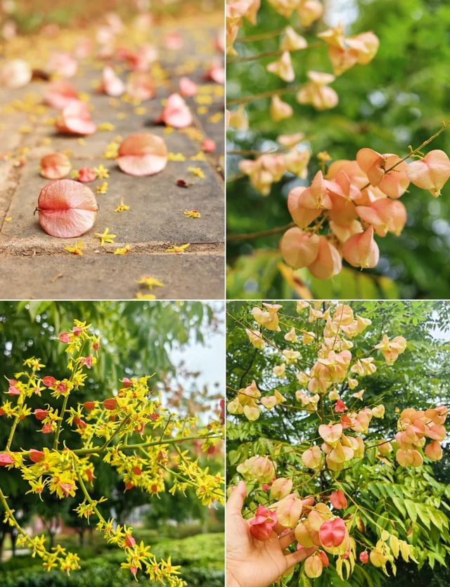 長沙迎來封神的秋天，這些地方真的超美！