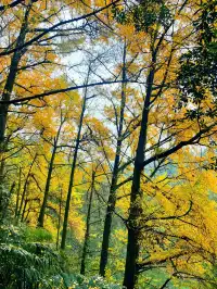 看2025年葛仙山最後一場銀杏雨11.16live