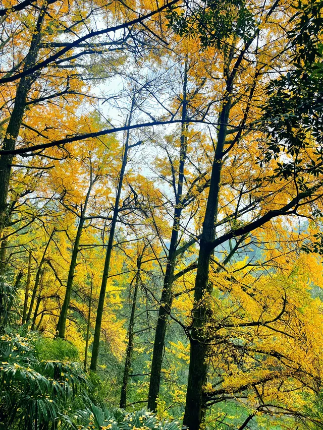 看2025年葛仙山最後一場銀杏雨11.16live