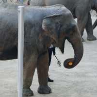 上海野生動物園免費衝！粉紅火烈鳥+大象互毆，值回折騰