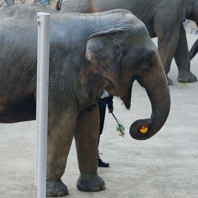上海野生動物園免費衝！粉紅火烈鳥+大象互毆，值回折騰