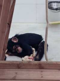 上海野生動物園全攻略：輕鬆遛娃不踩雷