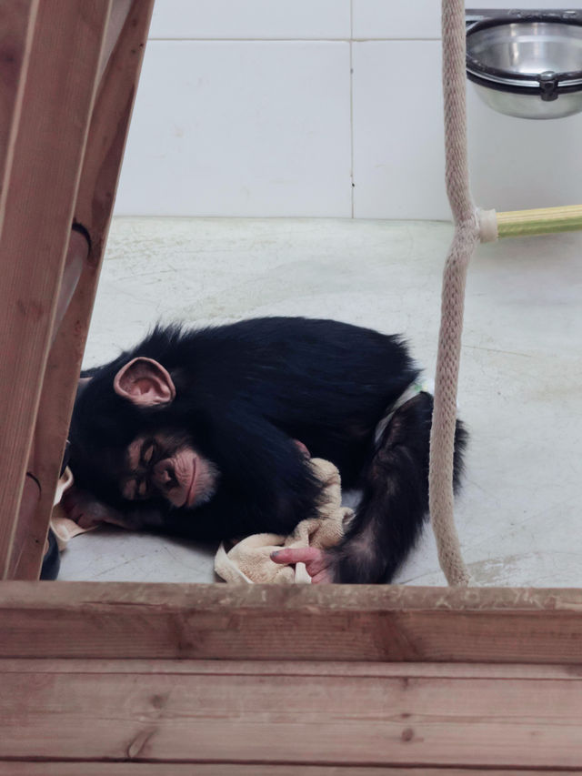 上海野生動物園全攻略：輕鬆遛娃不踩雷