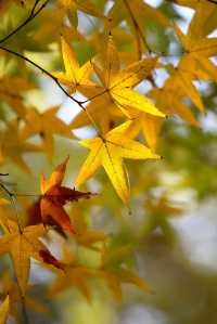 上海市區的秋日火焰!共青森林公園紅楓正當時