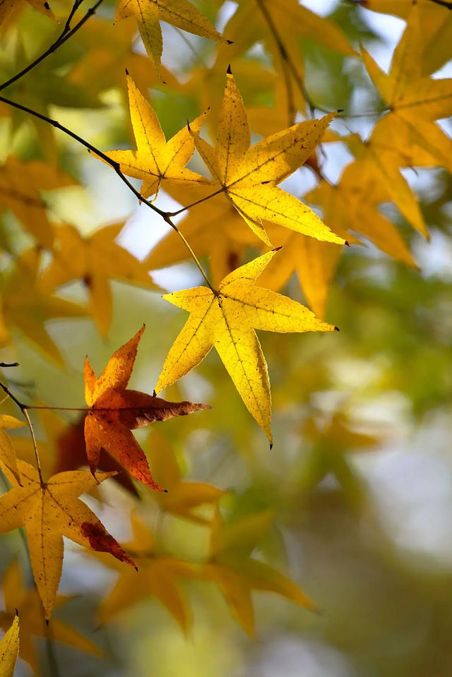 上海市區的秋日火焰!共青森林公園紅楓正當時 上海市區的秋日火焰!共青森林公園紅楓正當時