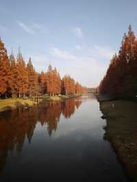 12月限定水杉紅海