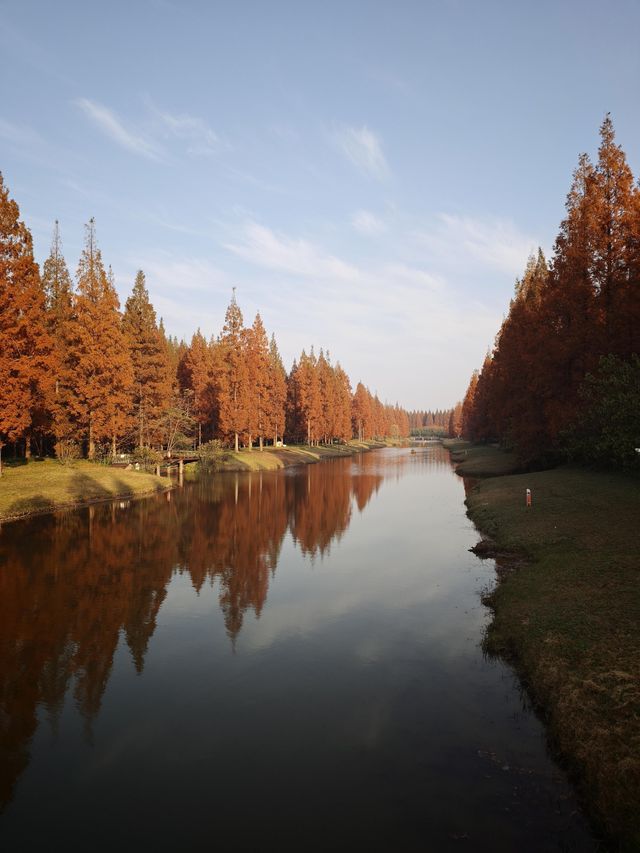 12月限定水杉紅海 12月限定水杉紅海