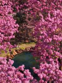 闖入油畫世界廣東這片紫粉花海美到窒息