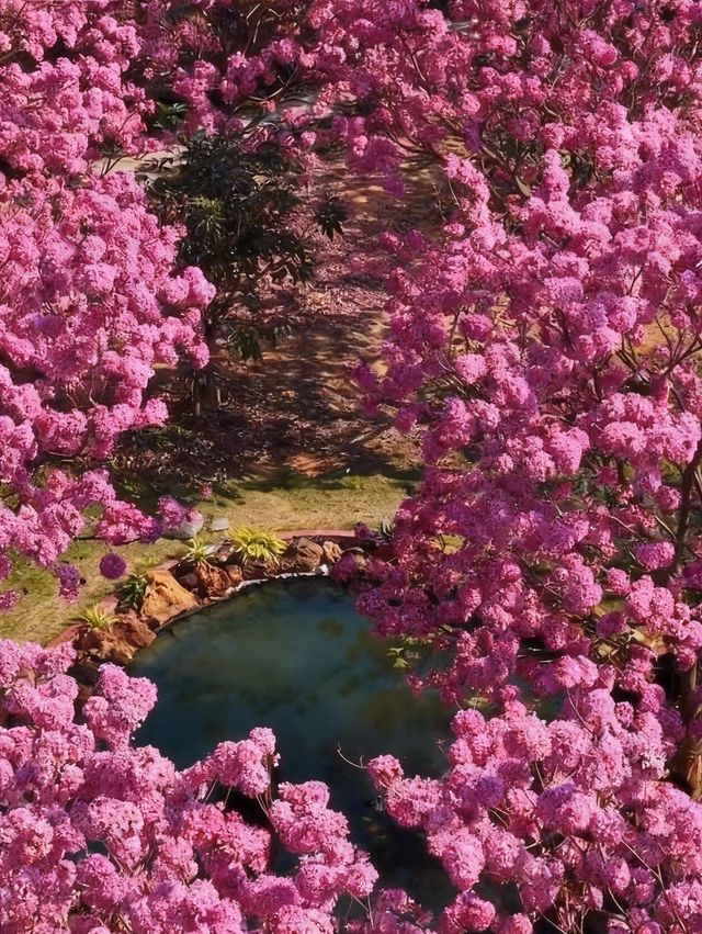 闖入油畫世界廣東這片紫粉花海美到窒息