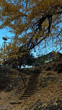 銀杏樹下慢時光,德化丁榮村